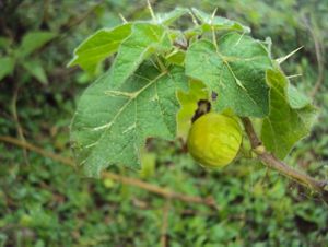This thorny perennial shrub invaded an estimated 1 million acres in five southern states within 7 ears after its arrival.