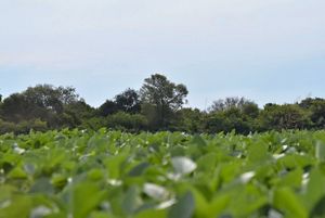 Producción de soja en el campo de Namtz