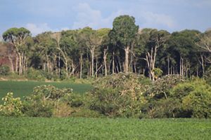 Área de produção de soja com vegetação nativa em segundo plano