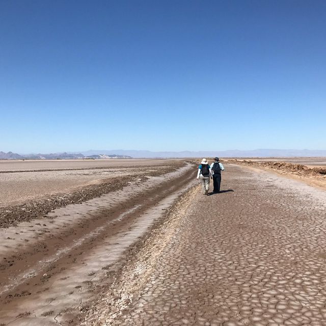 scientists walk in the dry Colorado River Delta