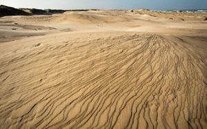Sandy dunes line the ocean shore with patterns etched into them by the wind.