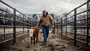 a man walks beside a calf in a farm pin