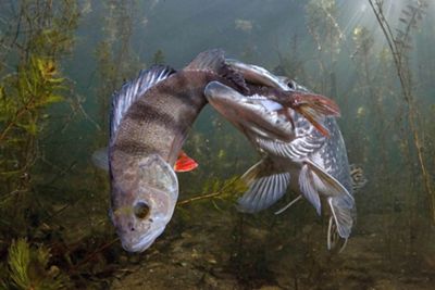 A large fish catches a smaller fish's tail in its mouth along a river bottom.