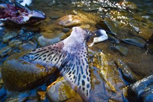 Closeup of the tail of a salmon lying at the edge of a stream.