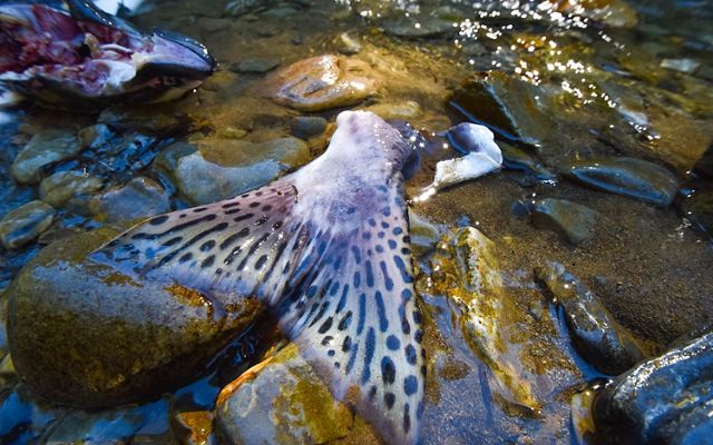 Closeup of the tail of a salmon lying at the edge of a stream.