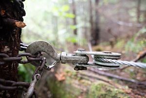 Closeup of a large steel hook attached to a chain that's around a tree trunk, with a thick steel cable extending from the hook.