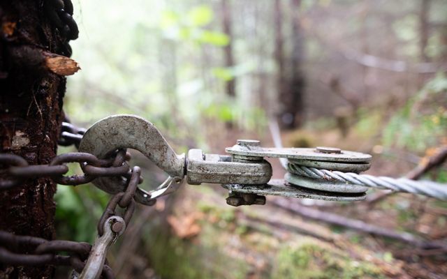 Closeup of a large steel hook attached to a chain that's around a tree trunk, with a thick steel cable extending from the hook.