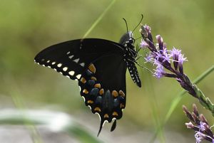Spicebush swallowtail butterfly.
