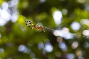 Closeup of a spider climbing along a line of silk.