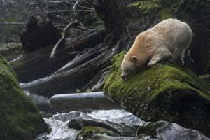 a white spirit bear looks down from a rock into a stream