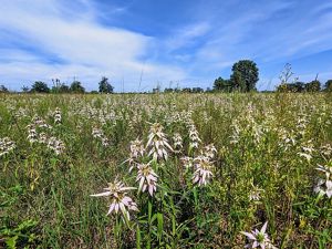 Spotted bee balm on the Kankakee Sands prairie.