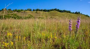 Grasslands with blooming blazing star and other prairie flowers gradually turn into rolling hills in the background against a blue sky.