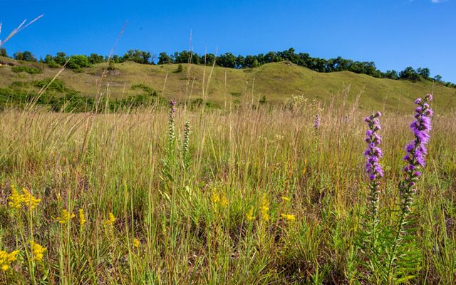 Close-up of purple and yellow prairie flowers and prairie grasses with an open bluff with cedar trees on the ridgetop and blue sky overhead. 