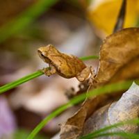 A small toad sits on a long, thin leaf.