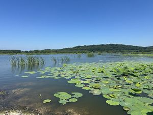 A view of a wetland with American lotus pads in the foreground and a bright blue cloudless sky above. The background shows a low forested hill. 