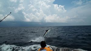 A blue marlin appears to jump out of the water as a fisherman releases him.