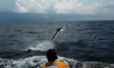 A blue marlin appears to jump out of the ocean water as a fisherman releases him.