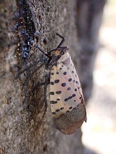A spotted lantern fly on a tree.