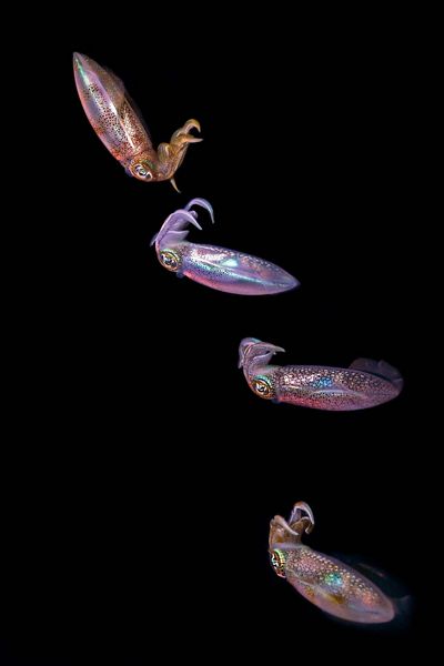 four squid with iridescent pink and purple hues float in the frame with a dark background.