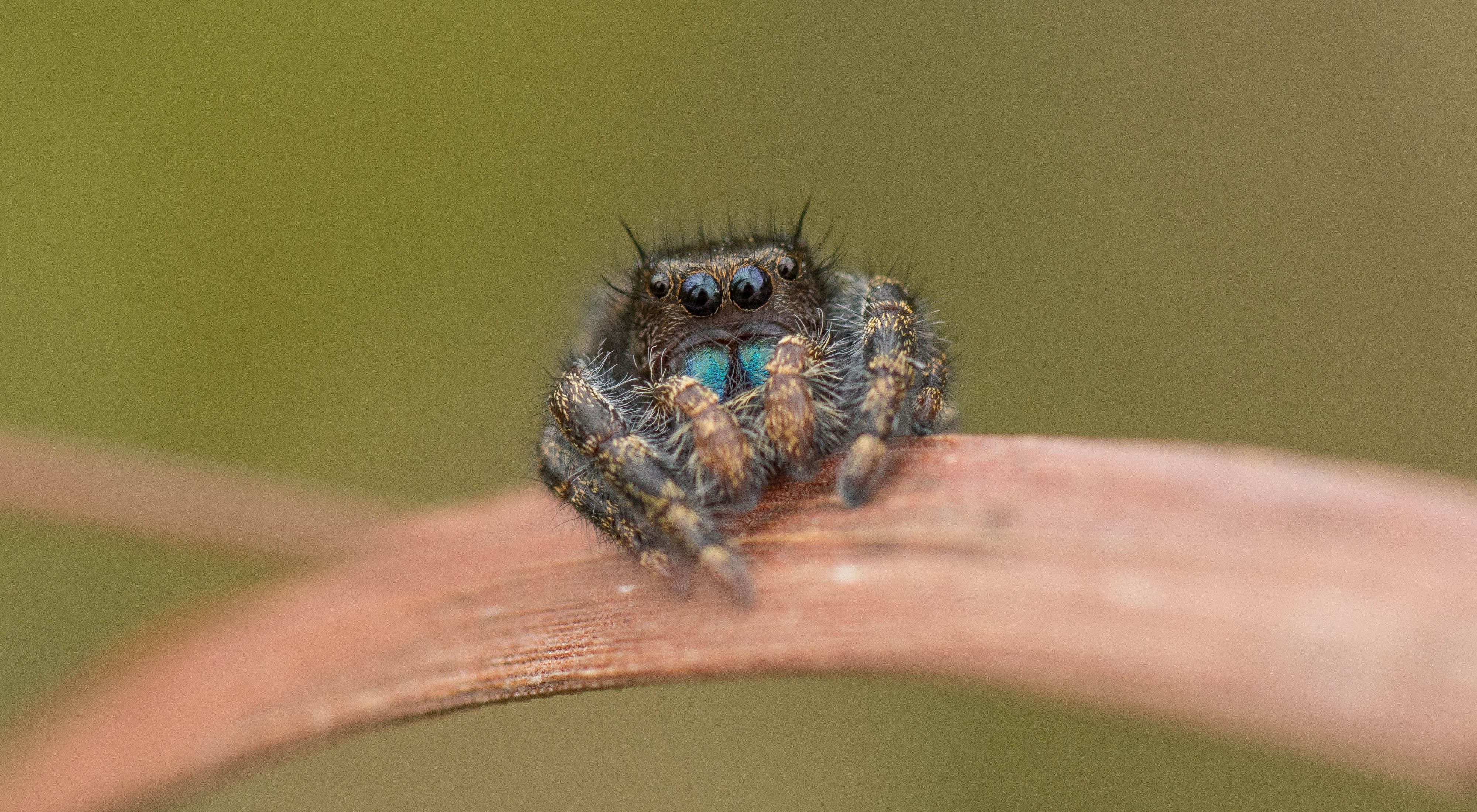 A close up of a jumping spider.