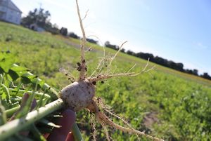 Closeup view of white radish freshly pulled from the ground, with a field of radishes in the blurred-out background.