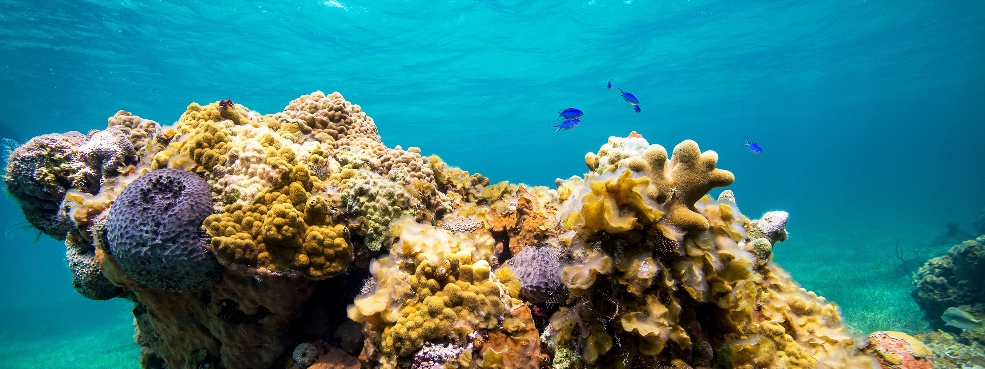 Healthy coral reefs in the Caribbean water