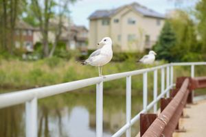 White and gray seagulls sit on the metal railing of a small bridge over a creek in Staten Island, New York.