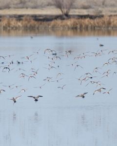 A flock of waterfowl at Stillwater Marsh in Nevada.