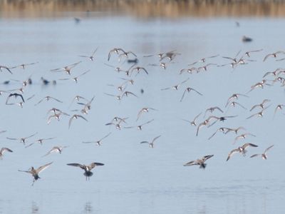 A flock of waterfowl at Stillwater Marsh in Nevada.
