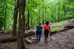 Two people walk on a cleared path through the forest.