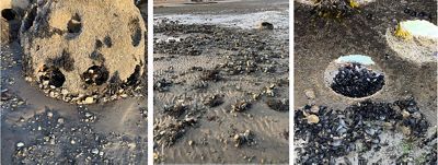Three views of oysters and mussels living in reef balls.
