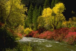 A river rushes through an autumn-colored forest.