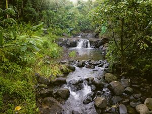 a small waterfall in a stream in a lush green forest.