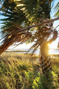 Sun shines through a palm tree on the shores of the Gulf of America.