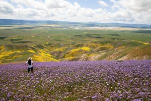A woman stands in a field of purple flowers looking out over a broad, green sloping plain.