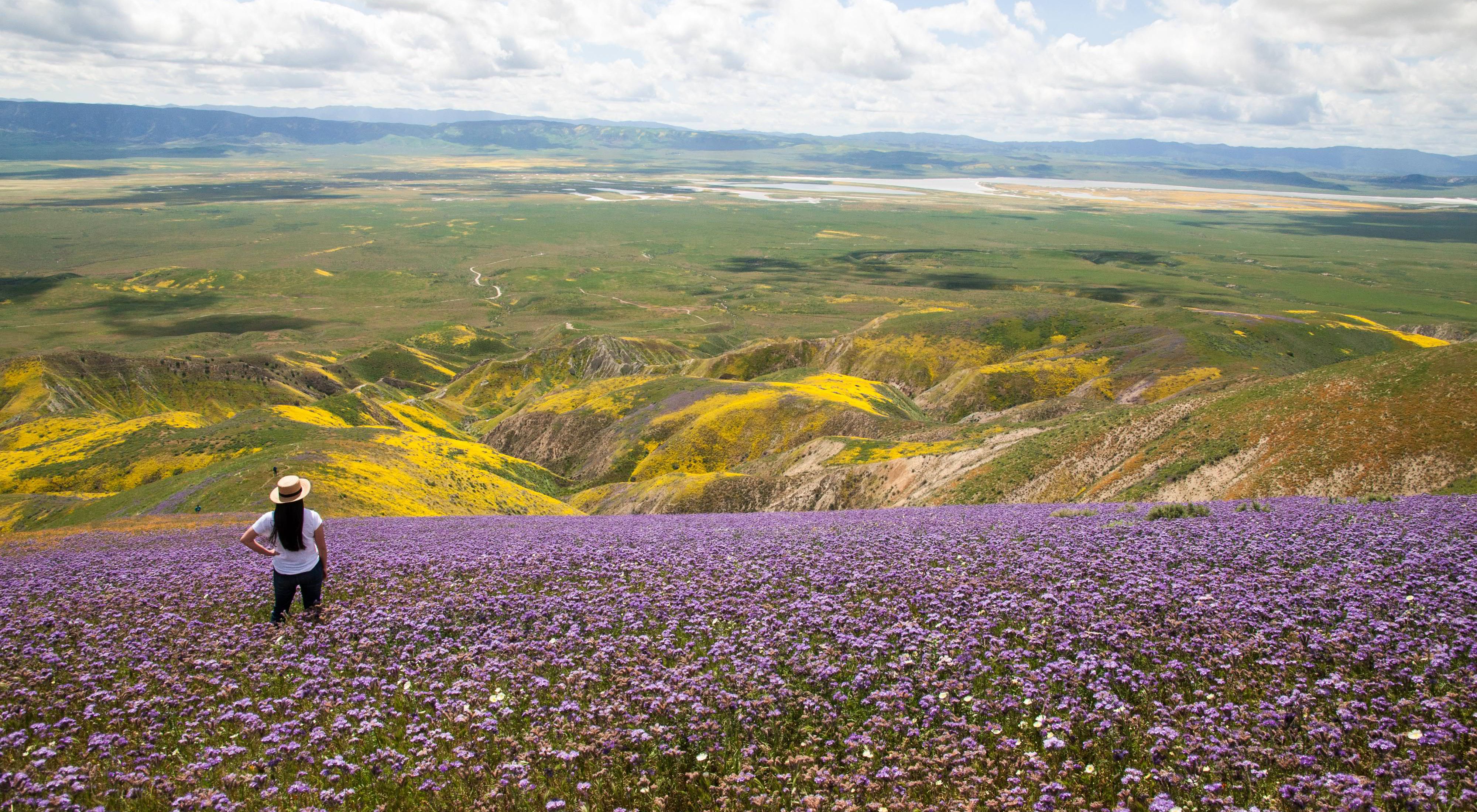 A woman stands in a field of purple flowers looking out over a broad, green sloping plain.