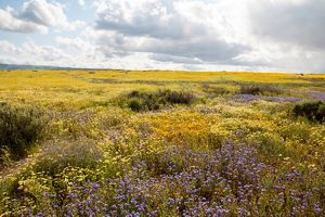 A wide-open plain with yellow and purple flowers.