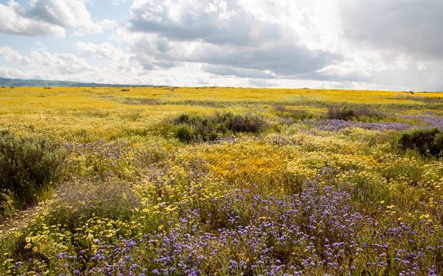 A wide-open plain with yellow and purple flowers.
