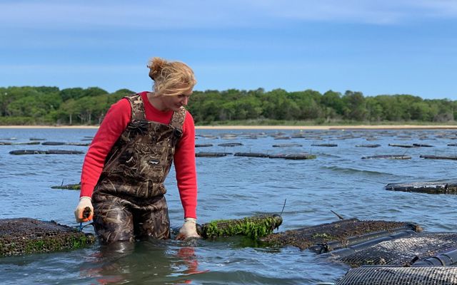 Sue Wicks wears ocean waders and is knee deep in the waters of her oyster farm.