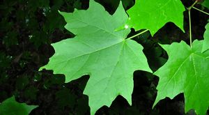 Wide leaves with sharply defined lobes.