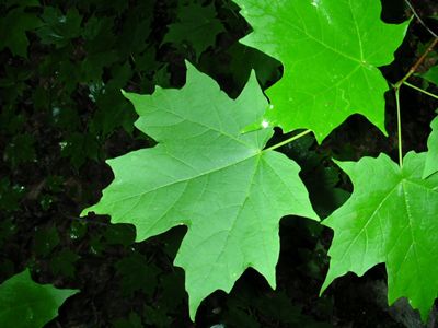 Up-close view of sugar maple leaves.