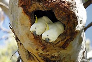 two cockatoos nesting in a tree