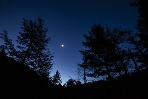 A moon shines in a dark sky with trees silouetted. 