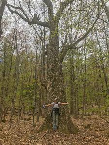 A woman stands at the base of a big tree, extending her arms. Her wingspan is just about the diameter of the tree. Smaller trees with bright green foliage surround the area.