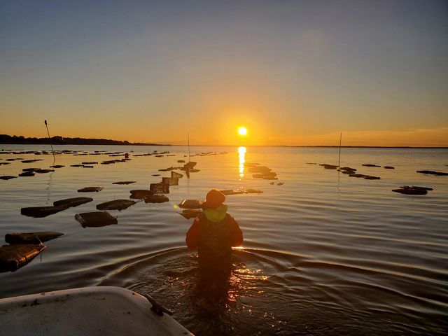 Sue Wicks looks towards the rising sun while wading in the waters of her oyster farm in New York.