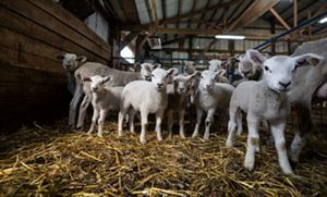 A group of several young lambs and ewes stand in a stall with a hay-covered floor and face the camera.