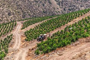 SWIF - El Mirador Citrus and Native Habitat 
