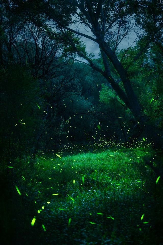 Nighttime view of a grassy area with trees and hundreds of lit-up fireflies flying around.