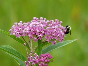A bumblebee sips nectar from pink swamp milkweed flowers.