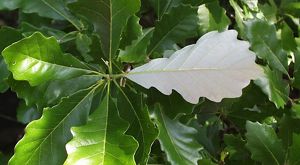 Oval shaped leaves with fluted edges.